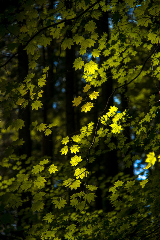 Backlit maple leaves glowing golden green against a dark old-growth forest background
